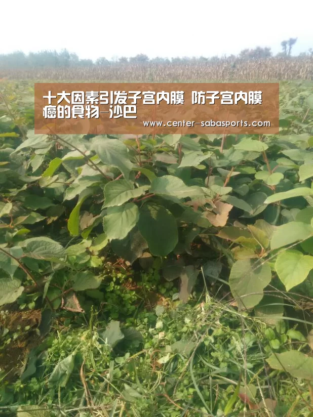 沙巴体育